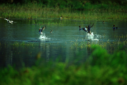第二屆數位島嶼攝影比賽