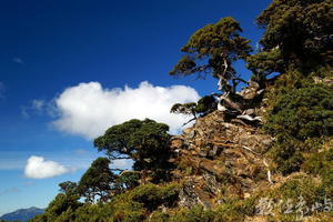 合歡東峰頂玉山圓柏