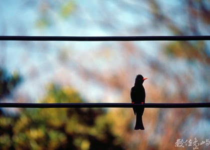 第二屆數位島嶼攝影比賽 -鳥類生態攝影