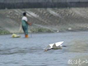 與漁夫爭相捕魚的小白鷺