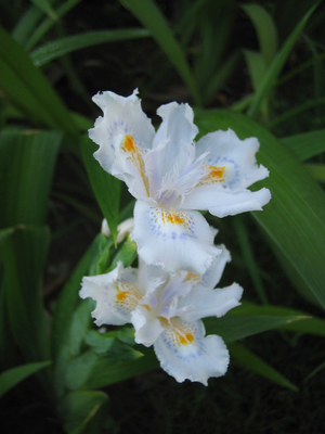 Formosa