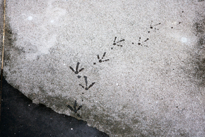 鴿子的輕盈上下