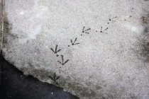 鴿子的輕盈上下