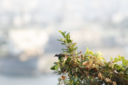 第二屆數位島嶼攝影比賽-鳥類生態攝影