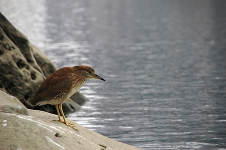 第二屆數位島嶼攝影比賽