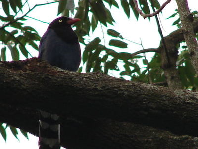 數位島與攝影比賽