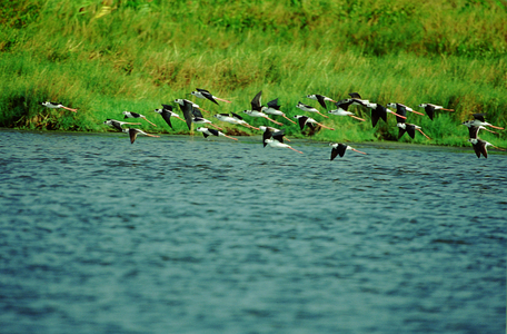 第二屆數位島嶼攝影比賽-鳥類生態