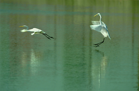 第二屆數位島嶼攝影比賽-鳥類生態
