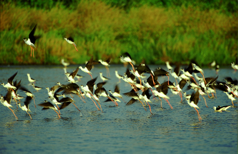 第二屆數位島嶼攝影比賽