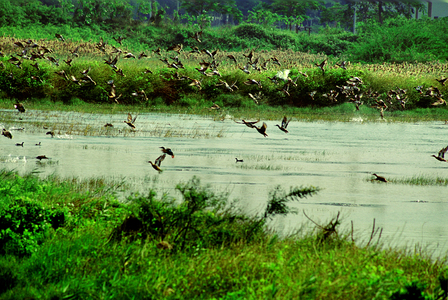 第二屆數位島嶼攝影比賽-鳥類生態