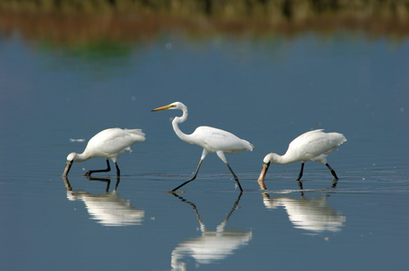 第二屆數位島嶼攝影比賽 -鳥類生態攝影