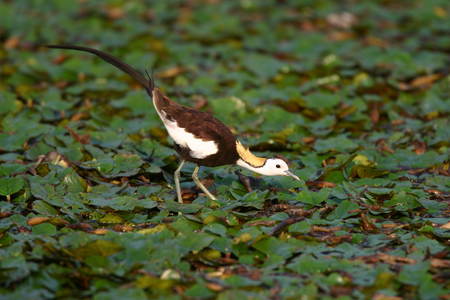 CK的自然生態攝影