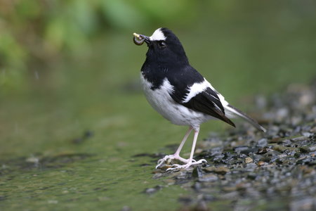 CK的自然生態攝影