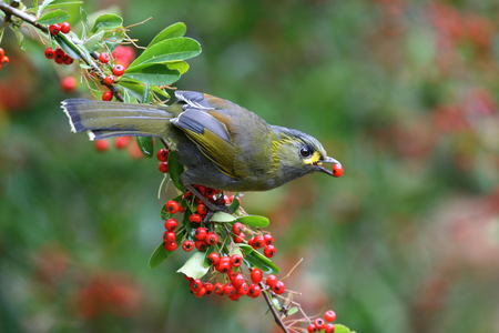 CK的自然生態攝影