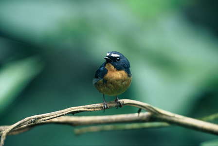 CK的自然生態攝影