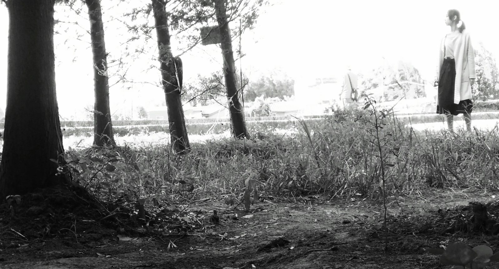 桃園八德-落羽松