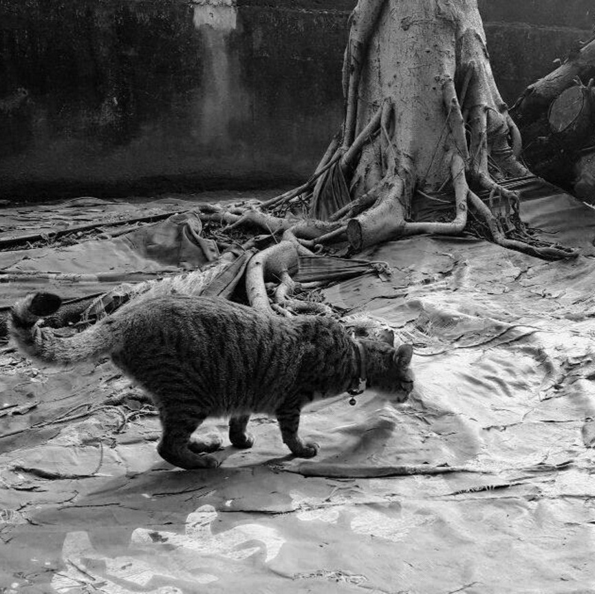 桃園中壢-玉尊宮