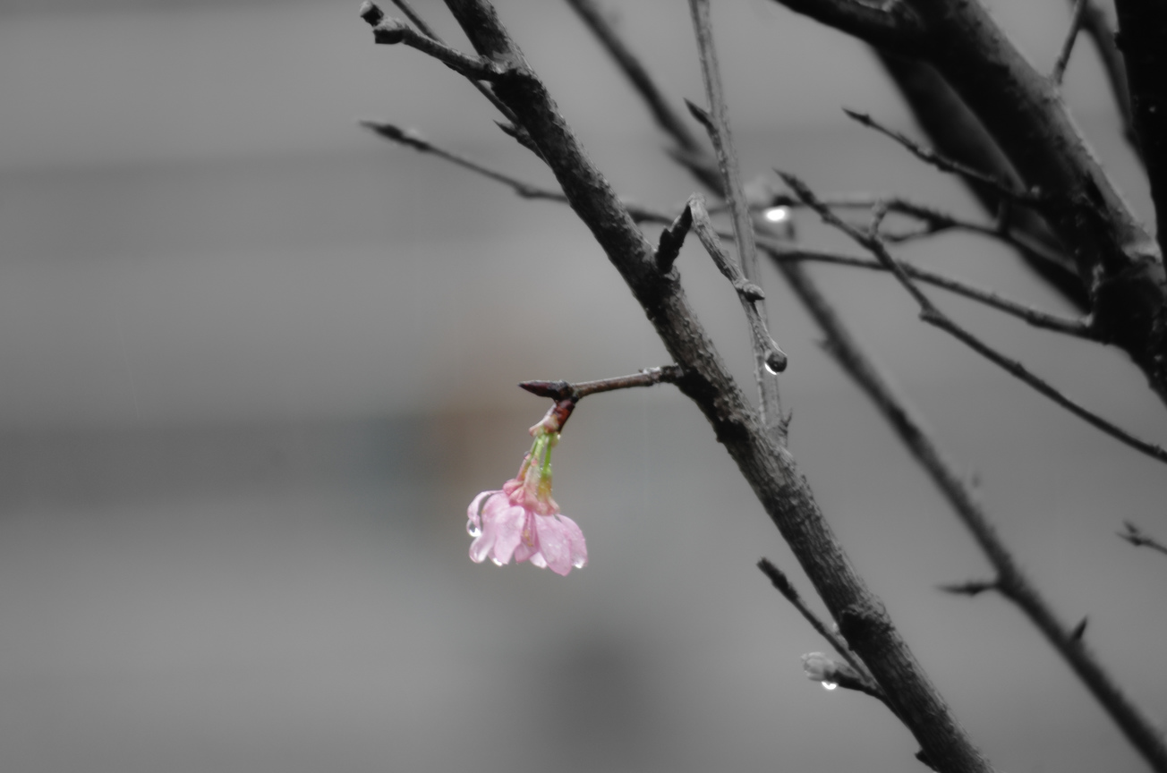 櫻