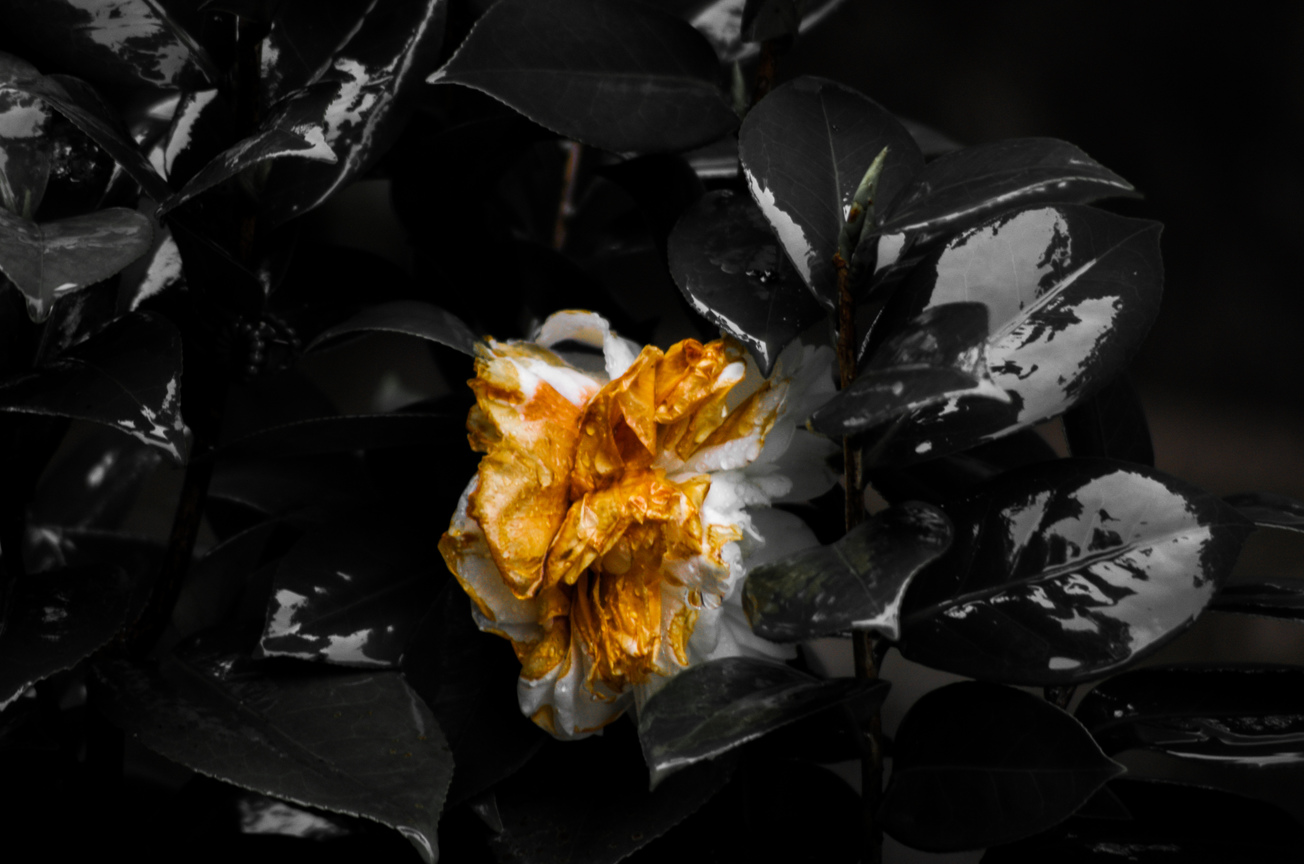 白花枯