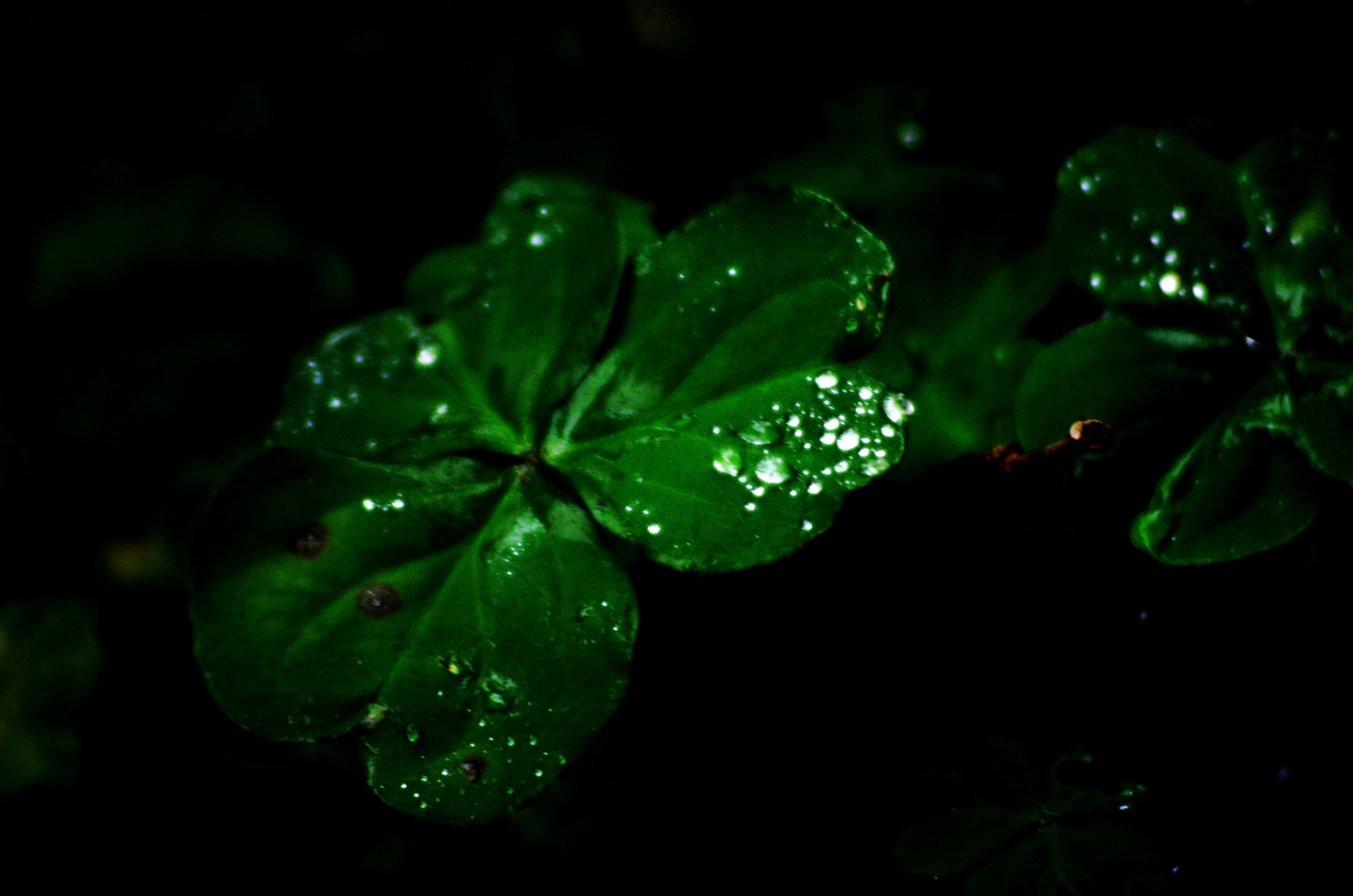 酢漿草雨水滴