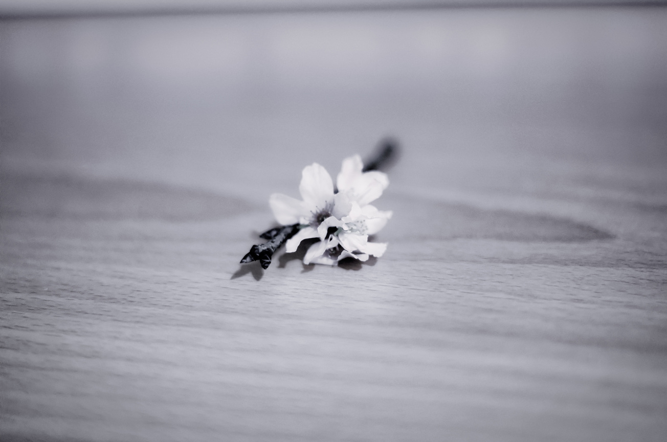 櫻花