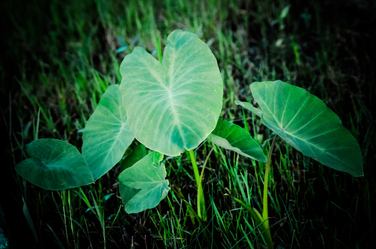 芋頭葉