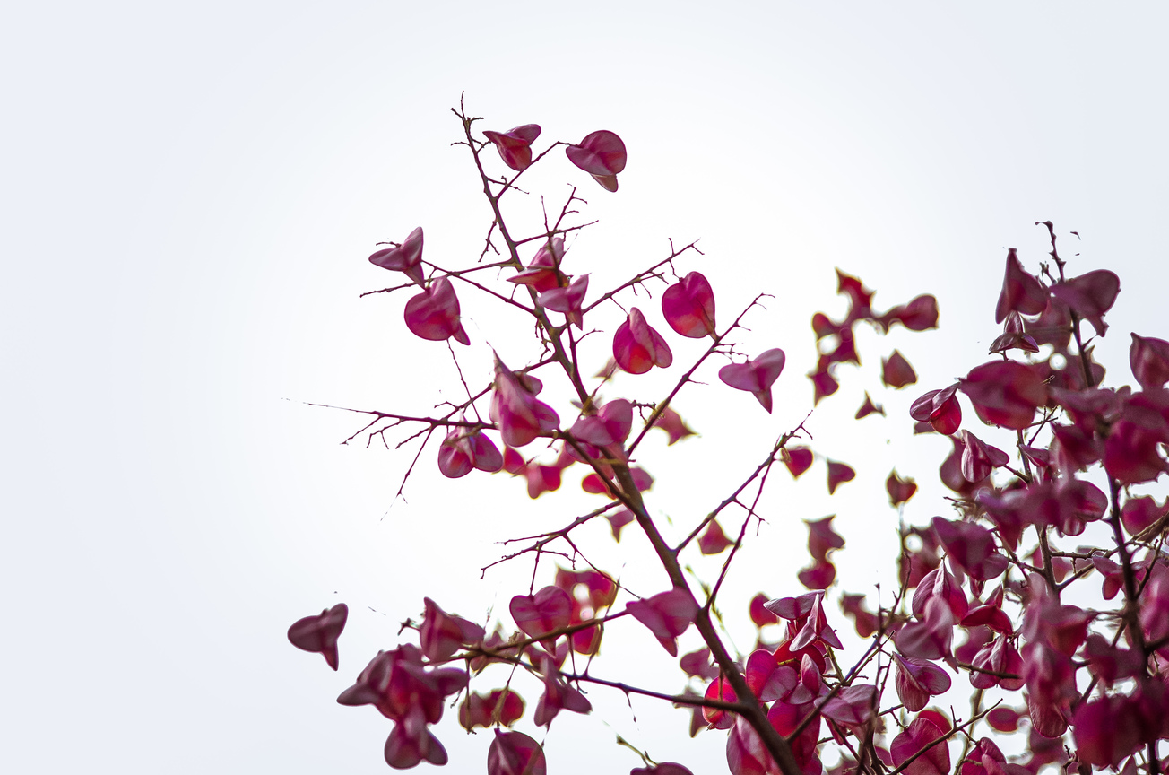 瑞芳國小