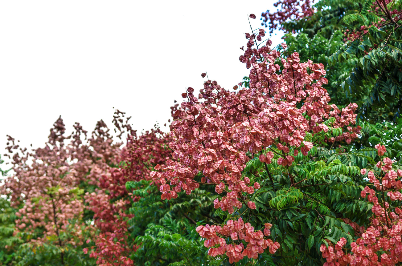 瑞芳國小