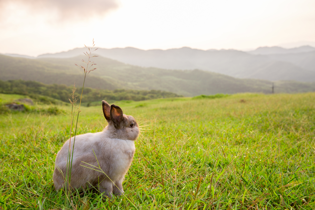 兔子遠眺