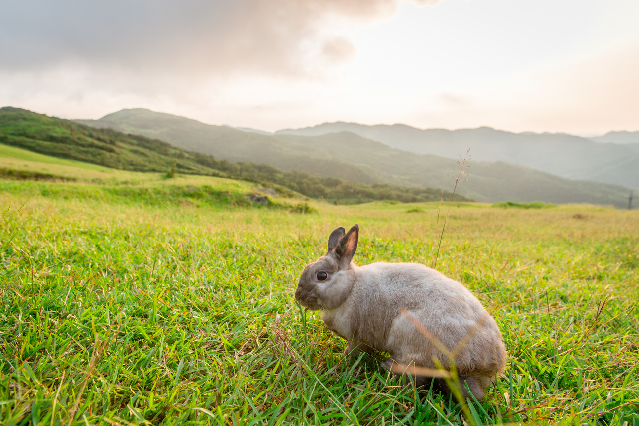 兔子看草