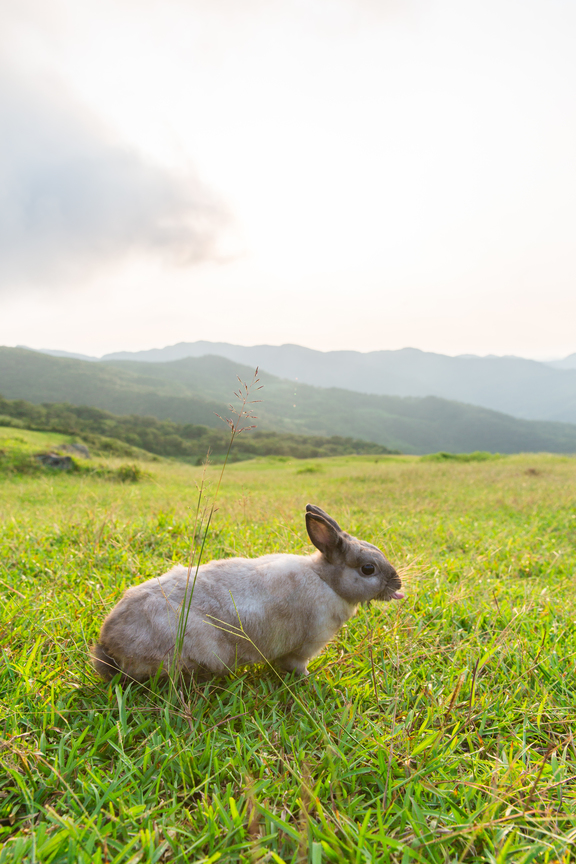兔子吐舌