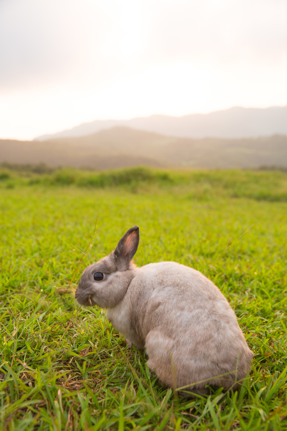 免子專注的眼神