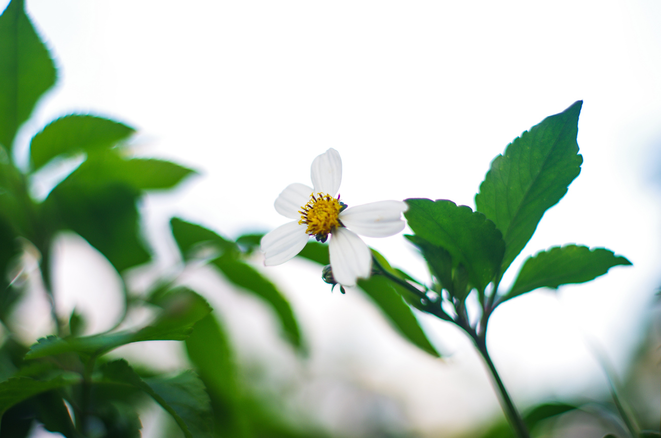 鬼針花