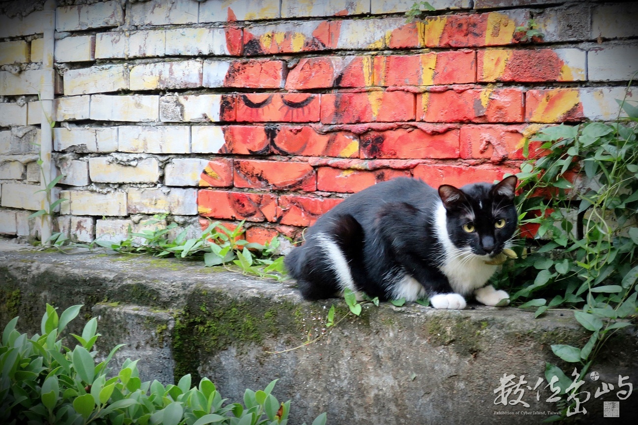 瞪大眼的流浪貓咪