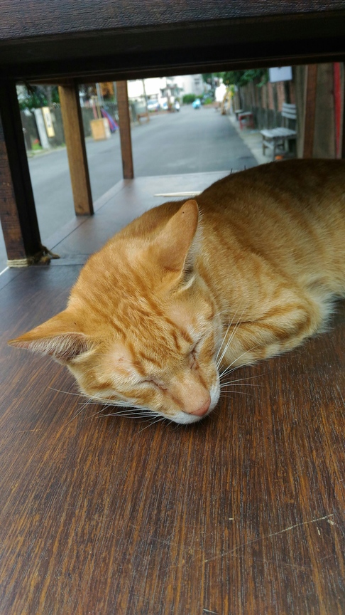 巷弄中沉睡的貓