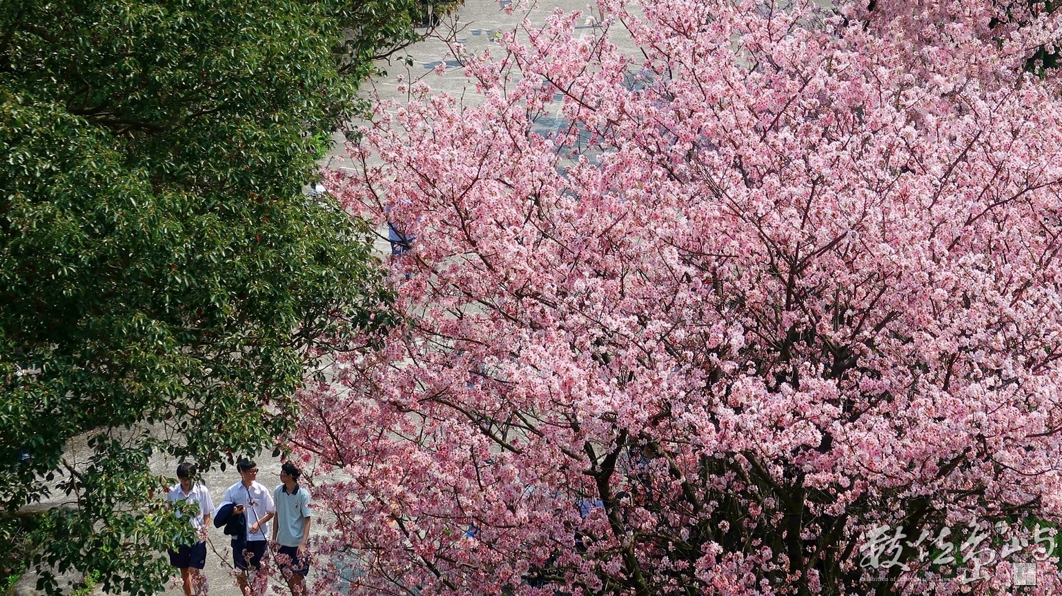 天元宮櫻花季