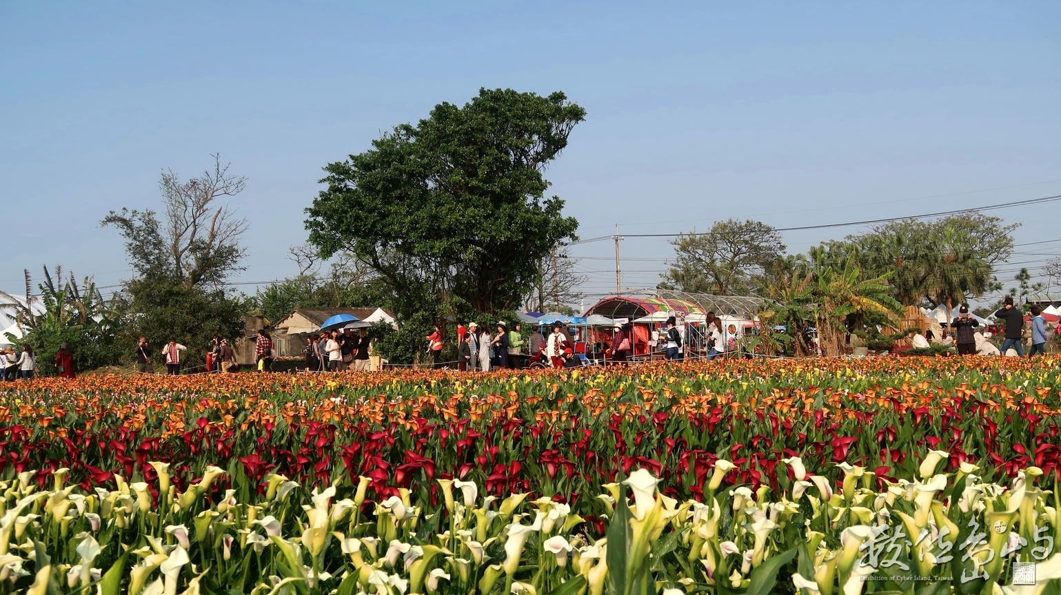 桃園彩色海芋季
