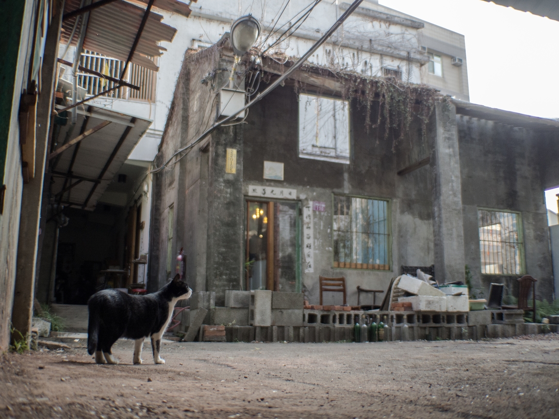 貓，怎麼看廢墟?