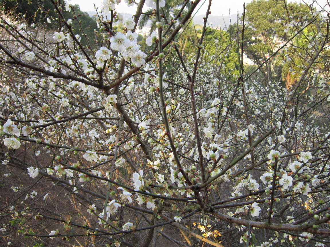 梅山公園梅花