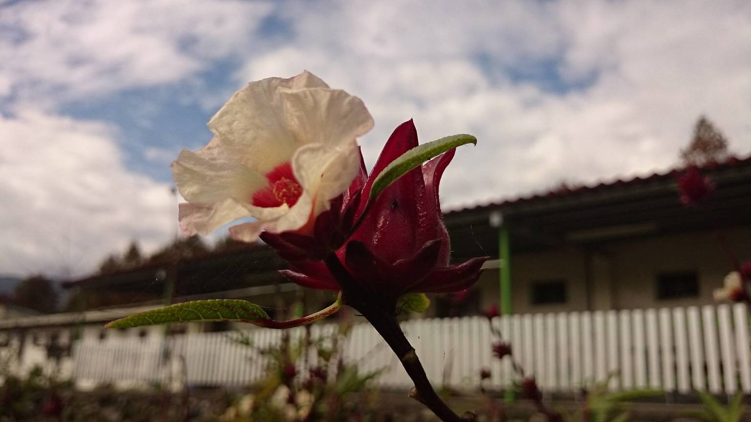 暖冬中的墮天使