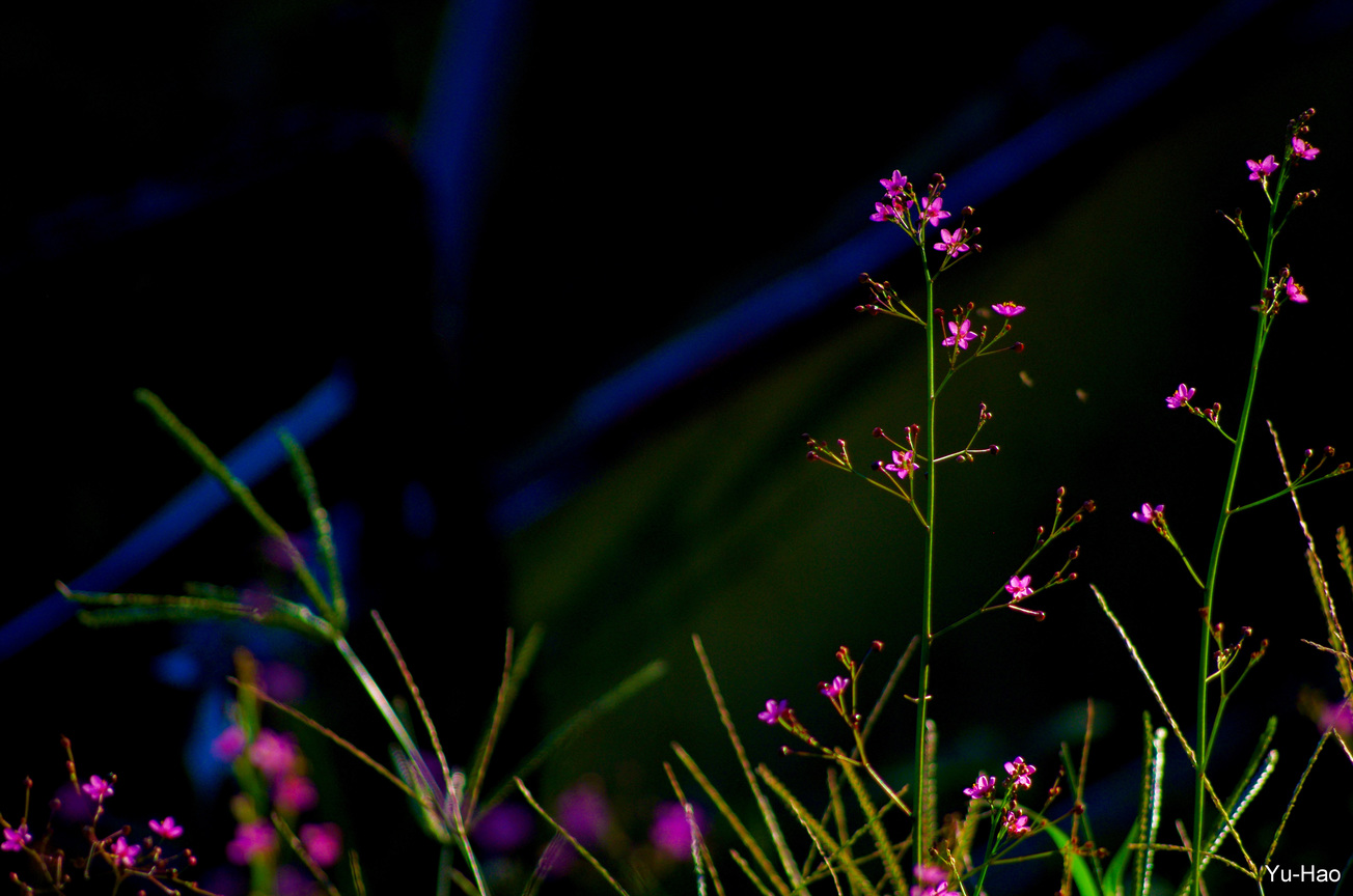 IMGP4156.jpg