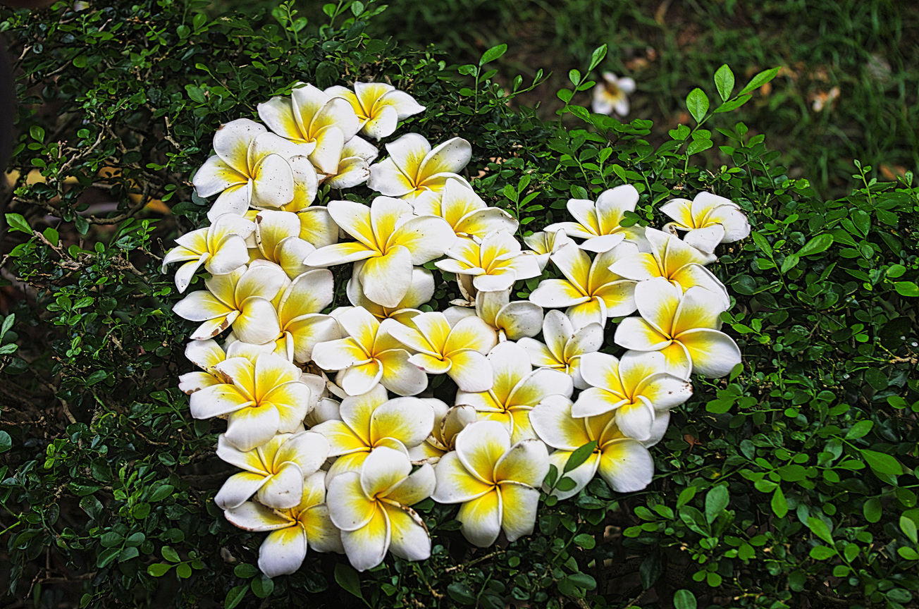 花心很美