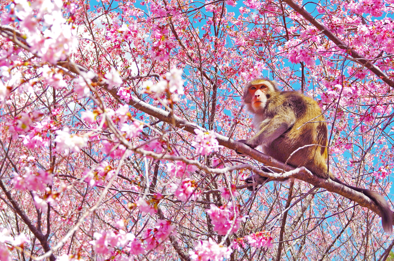 俯視人們的獼猴