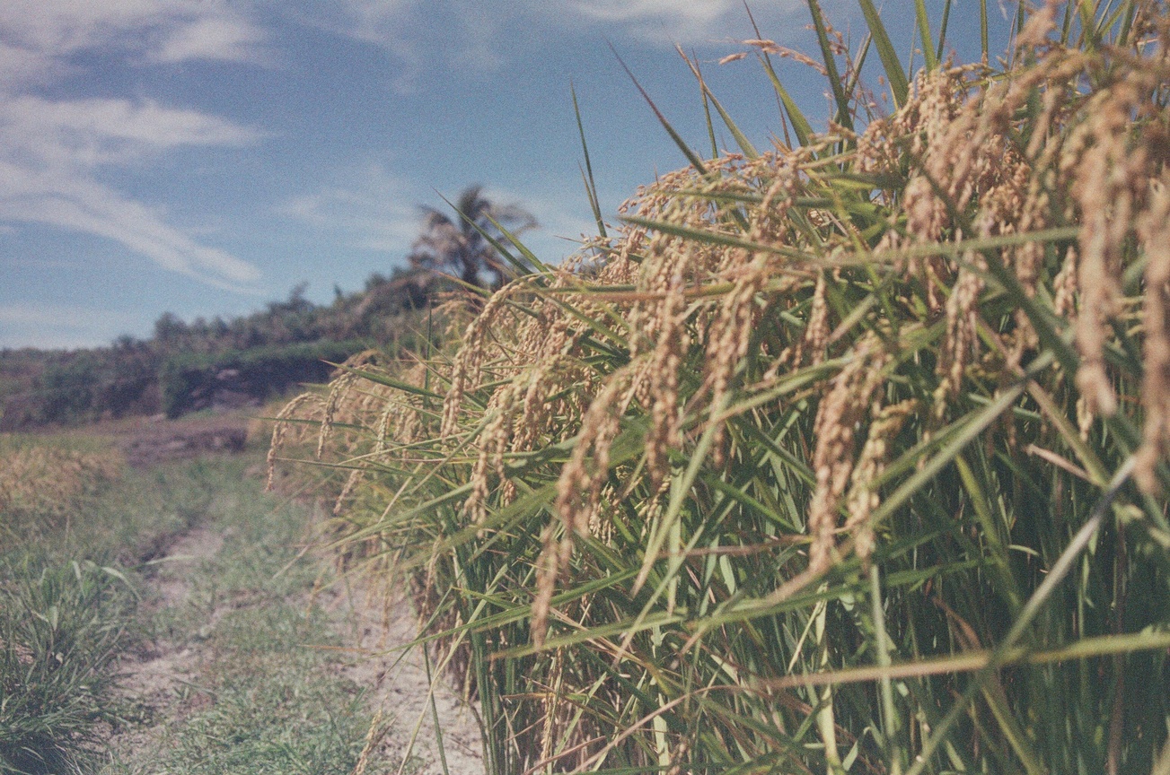 海稻米的活力