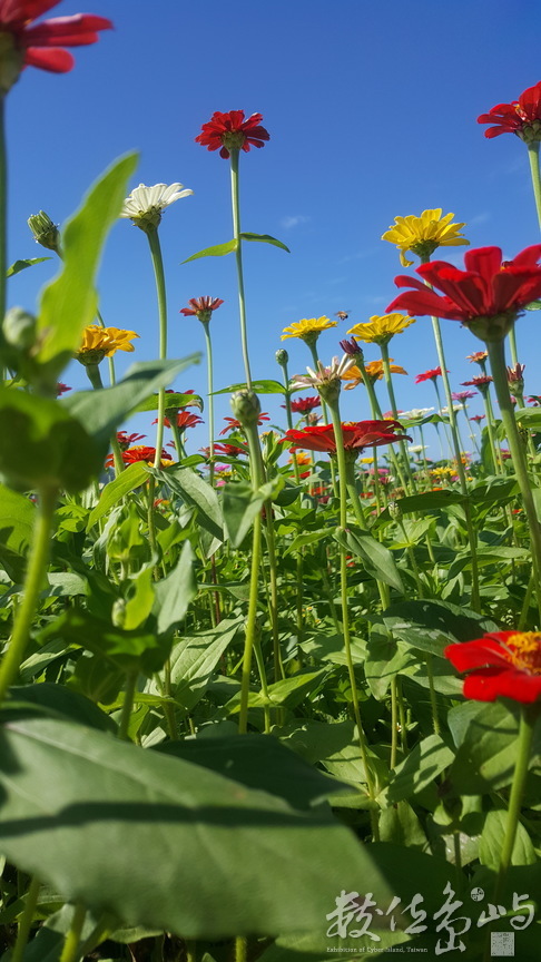 新社花海