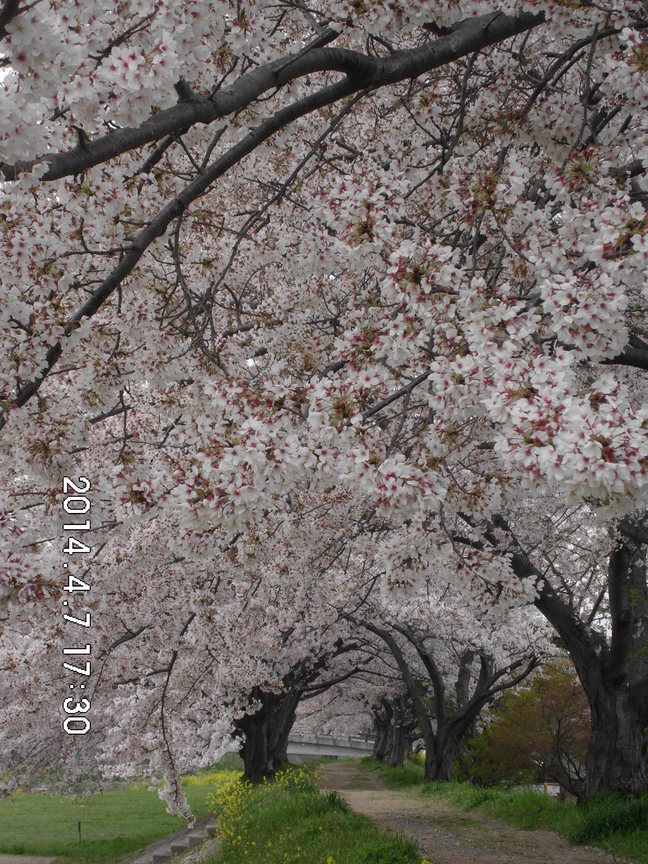 櫻花小徑-滿開時分