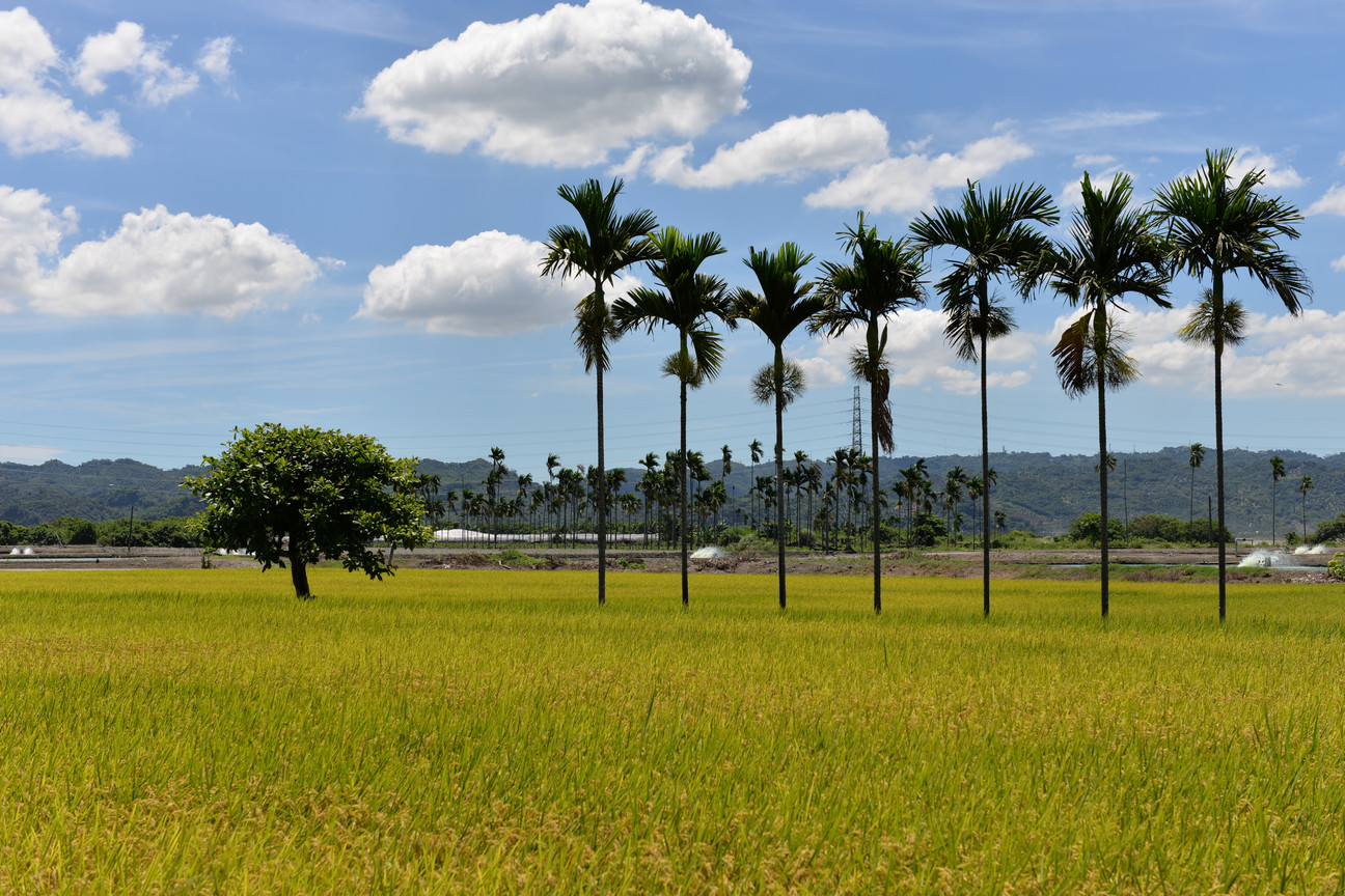 典型的農村景致