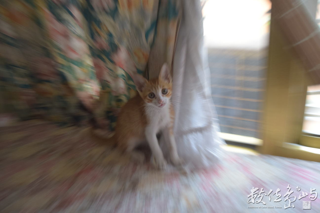 貓