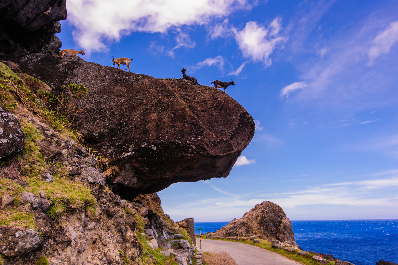 蘭嶼的羊們