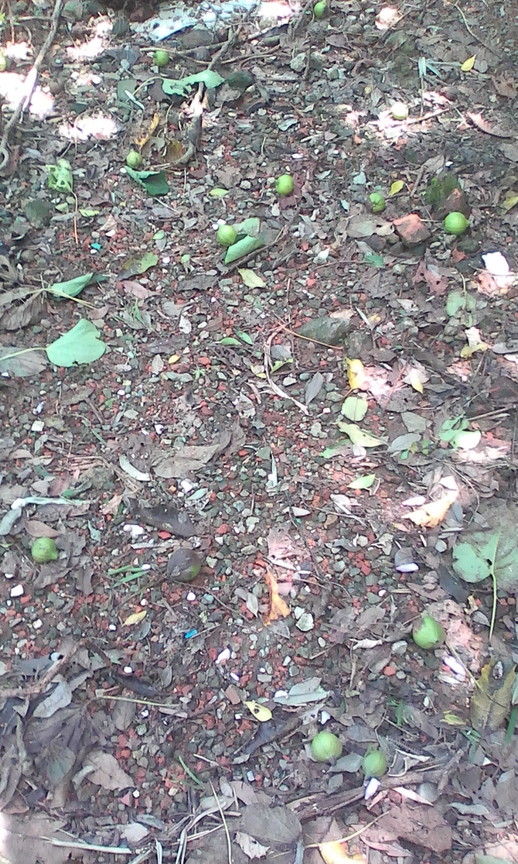 四獸山小徑上的落果